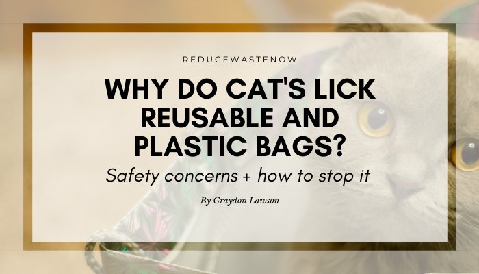 Why does my cat lick reusable bags?